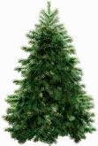 Christmastree